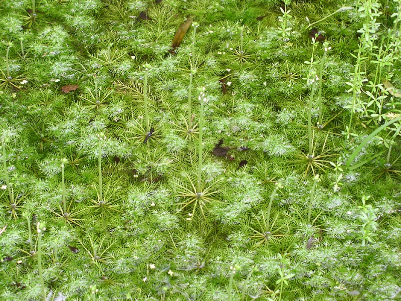 Image of Hottonia palustris specimen.