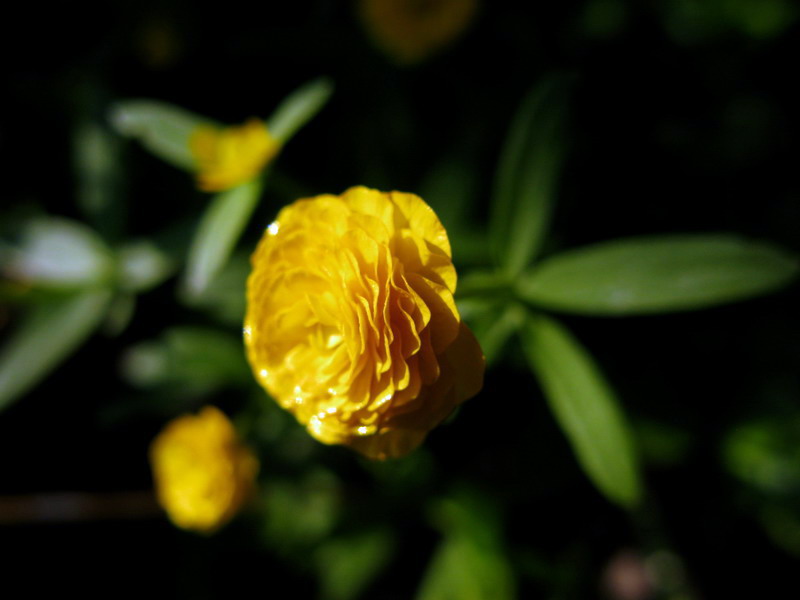 Изображение особи Ranunculus monophyllus.