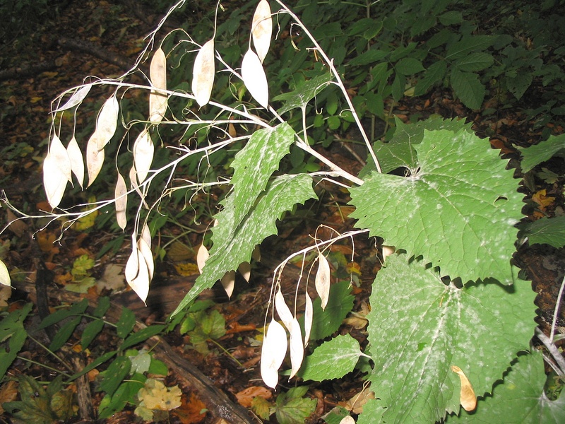 Изображение особи Lunaria rediviva.