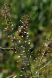 Capsella bursa-pastoris