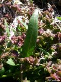 Atriplex prostrata