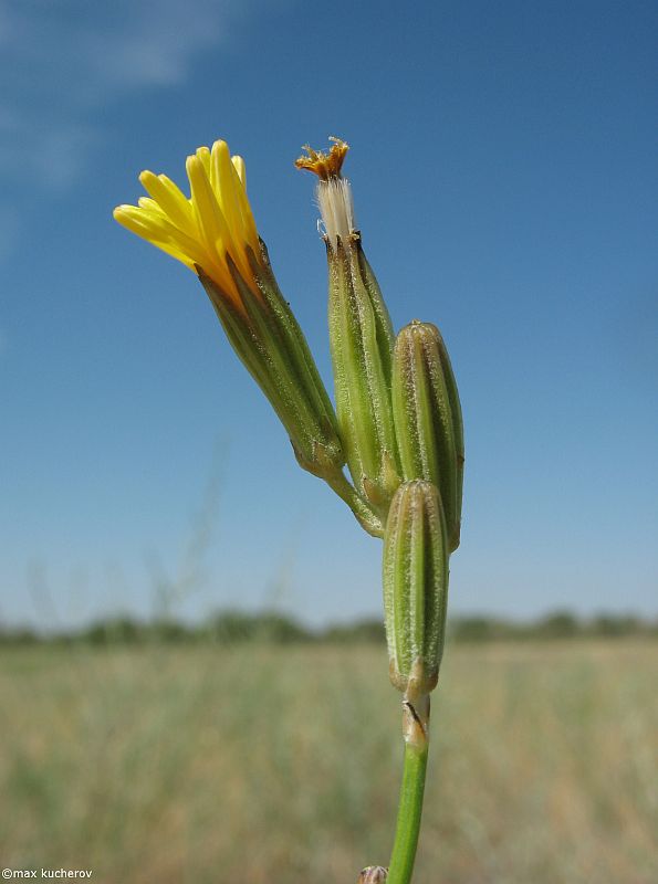 Изображение особи Chondrilla graminea.