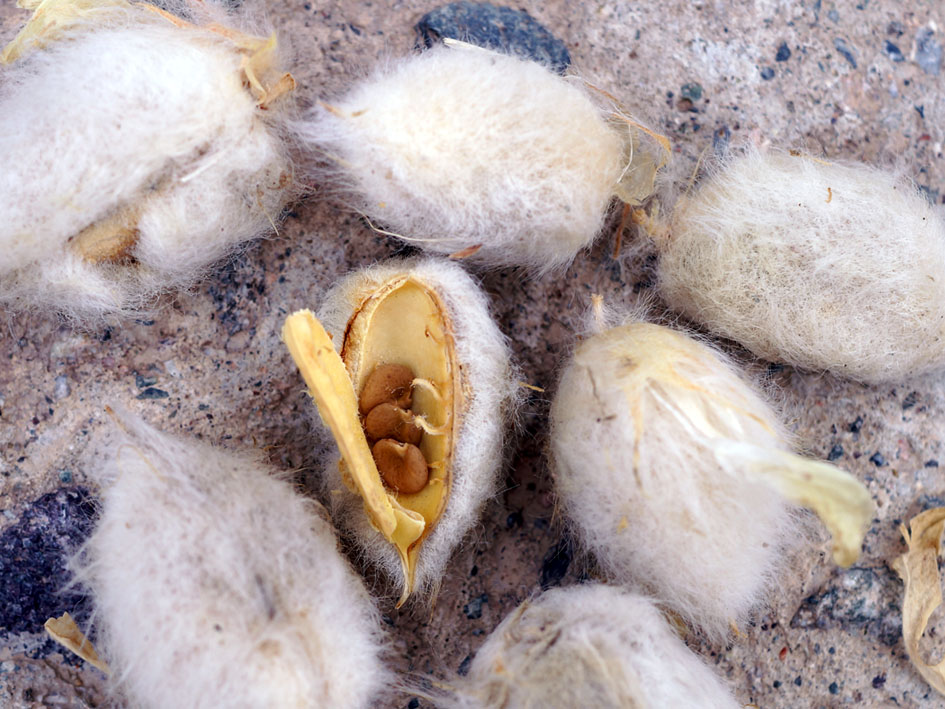 Image of Astragalus sieversianus specimen.