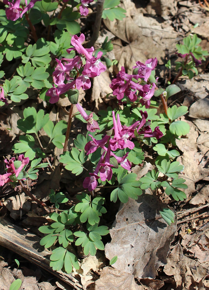 Изображение особи Corydalis caucasica.