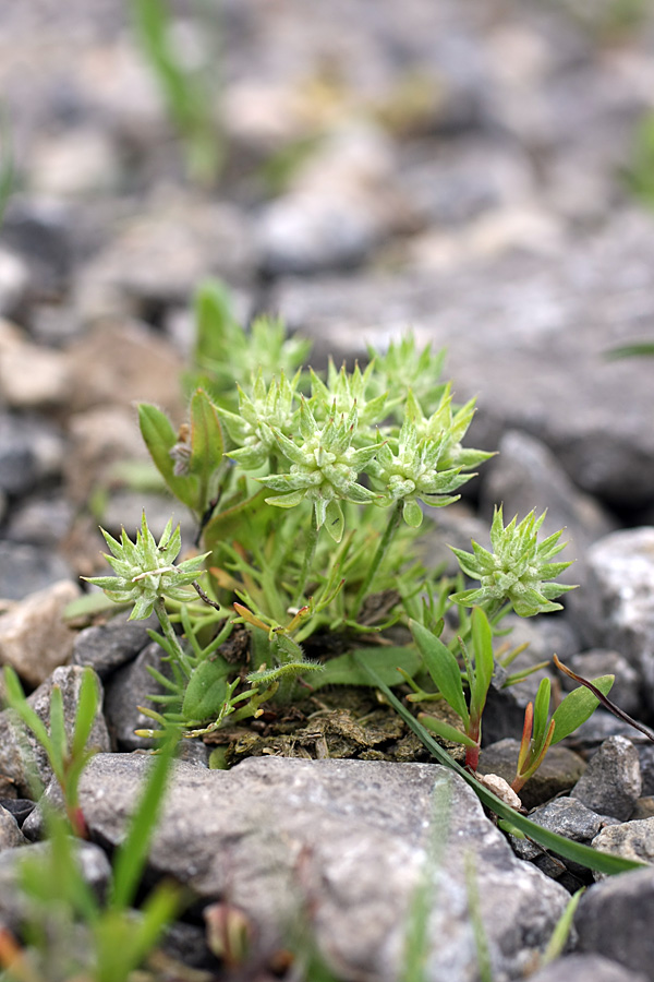 Изображение особи Ceratocephala orthoceras.