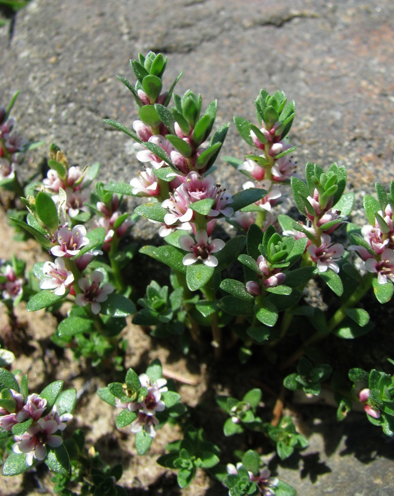 Image of Glaux maritima specimen.