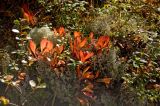 Arctous alpina. Растение с листьями в осенней окраске. Северный Урал, гора Серебрянка, высокогорная тундра. Конец августа 2014 г.