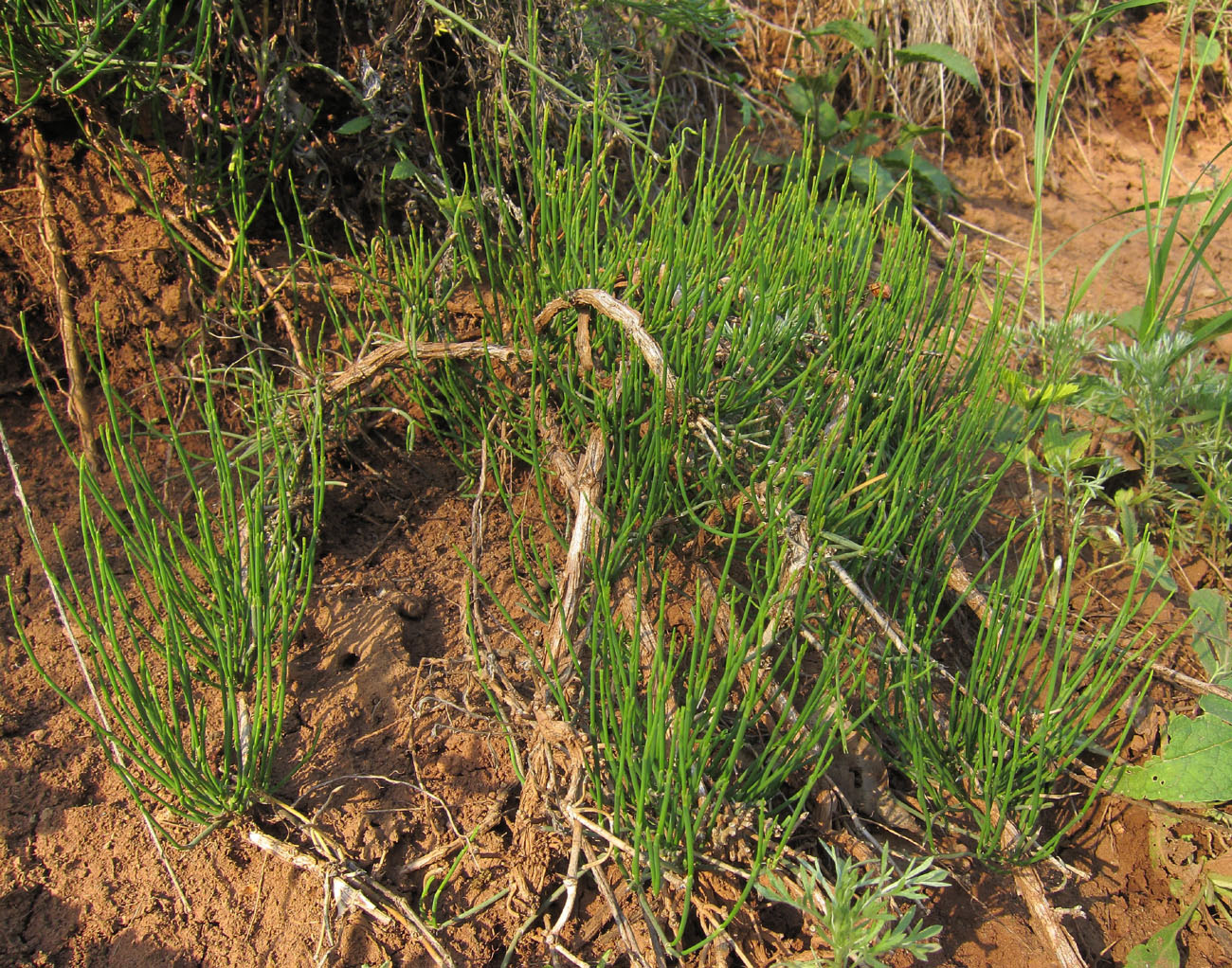 Image of Ephedra distachya specimen.