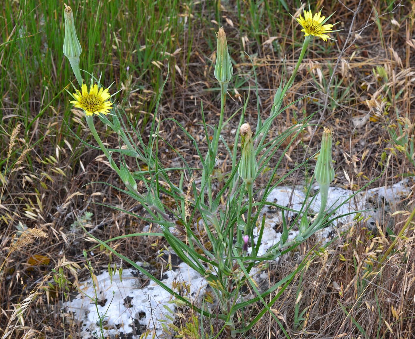 Изображение особи Tragopogon dubius.