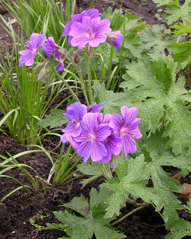 Изображение особи Geranium &times; magnificum.