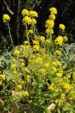 Brassica oleracea