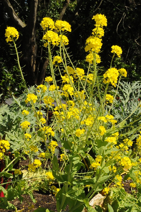 Изображение особи Brassica oleracea.