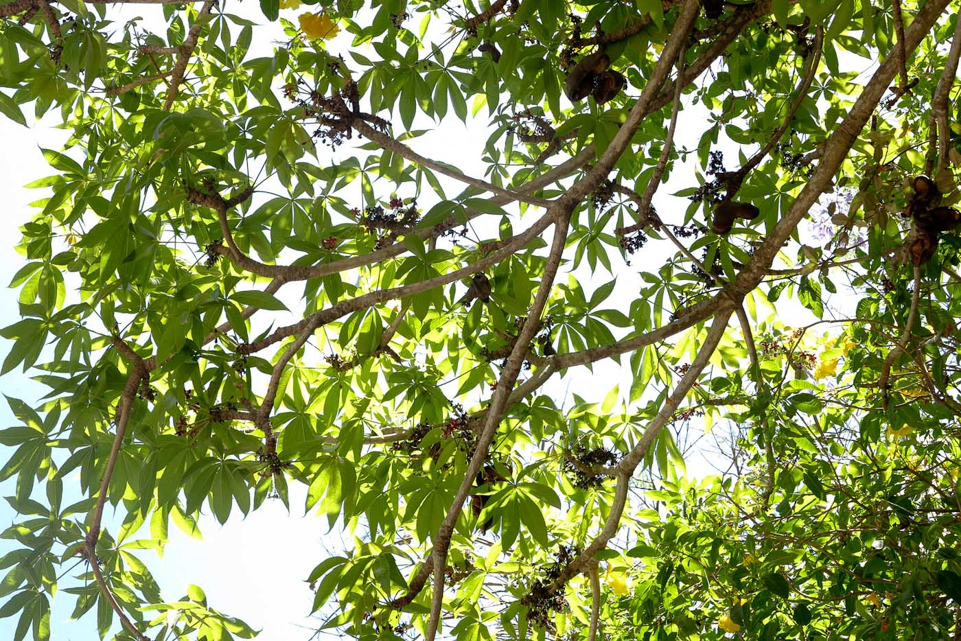 Image of Sterculia foetida specimen.