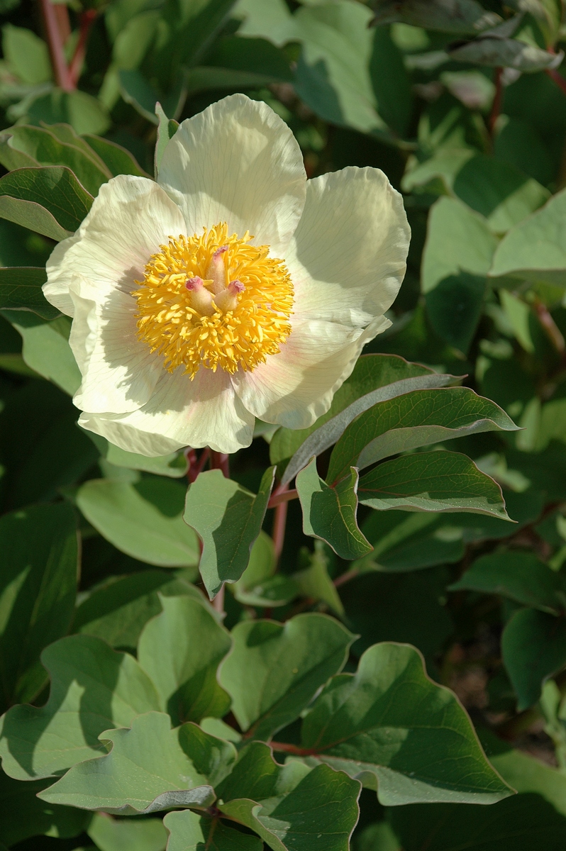 Image of Paeonia mlokosewitschii specimen.