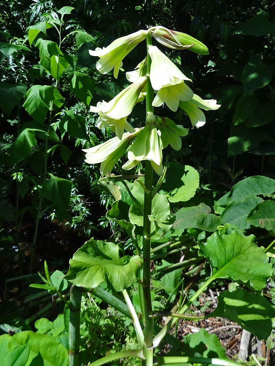 Image of Cardiocrinum cordatum specimen.