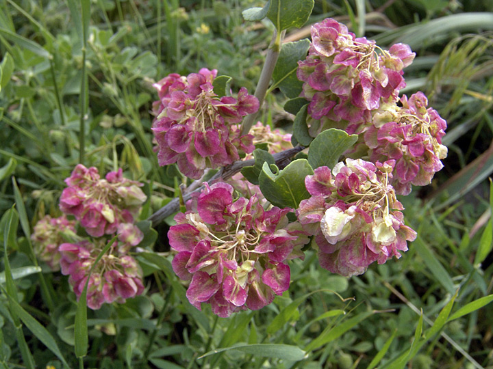 Изображение особи Atraphaxis pyrifolia.