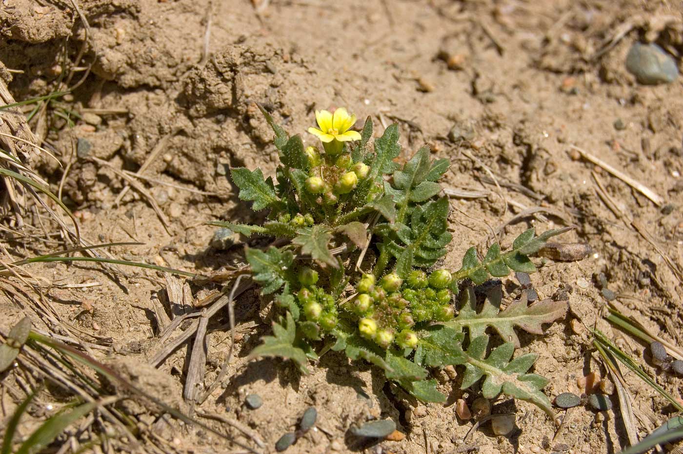 Изображение особи Chorispora sibirica.