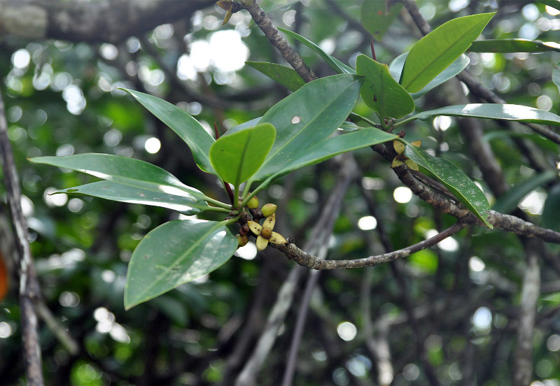 Изображение особи Rhizophora apiculata.