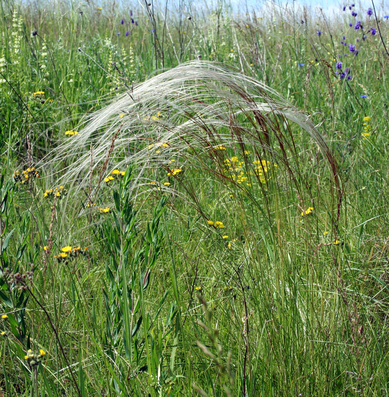 Изображение особи Stipa pulcherrima.