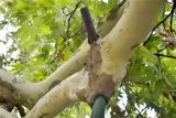 Platanus orientalis. Ветвь взрослого дерева с вросшей рогатиной для поддержки. Крым, пос. Никита, Никитский ботанический сад. 25.09.2012.