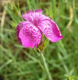 Dianthus acantholimonoides