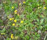 Potentilla gelida ssp. boreo-asiatica