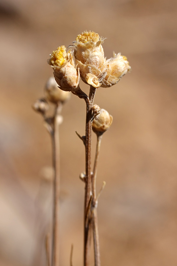 Изображение особи Lepidolopha karatavica.