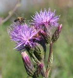 Serratula coronata