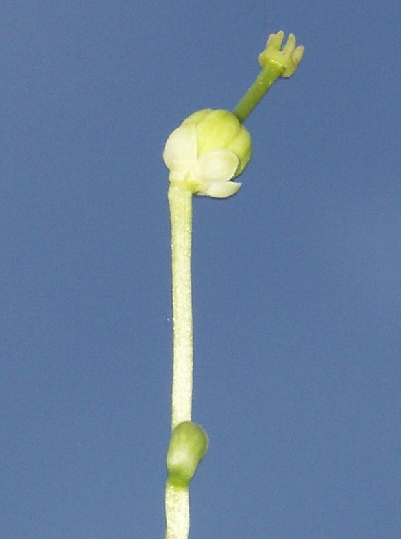 Image of Moneses uniflora specimen.