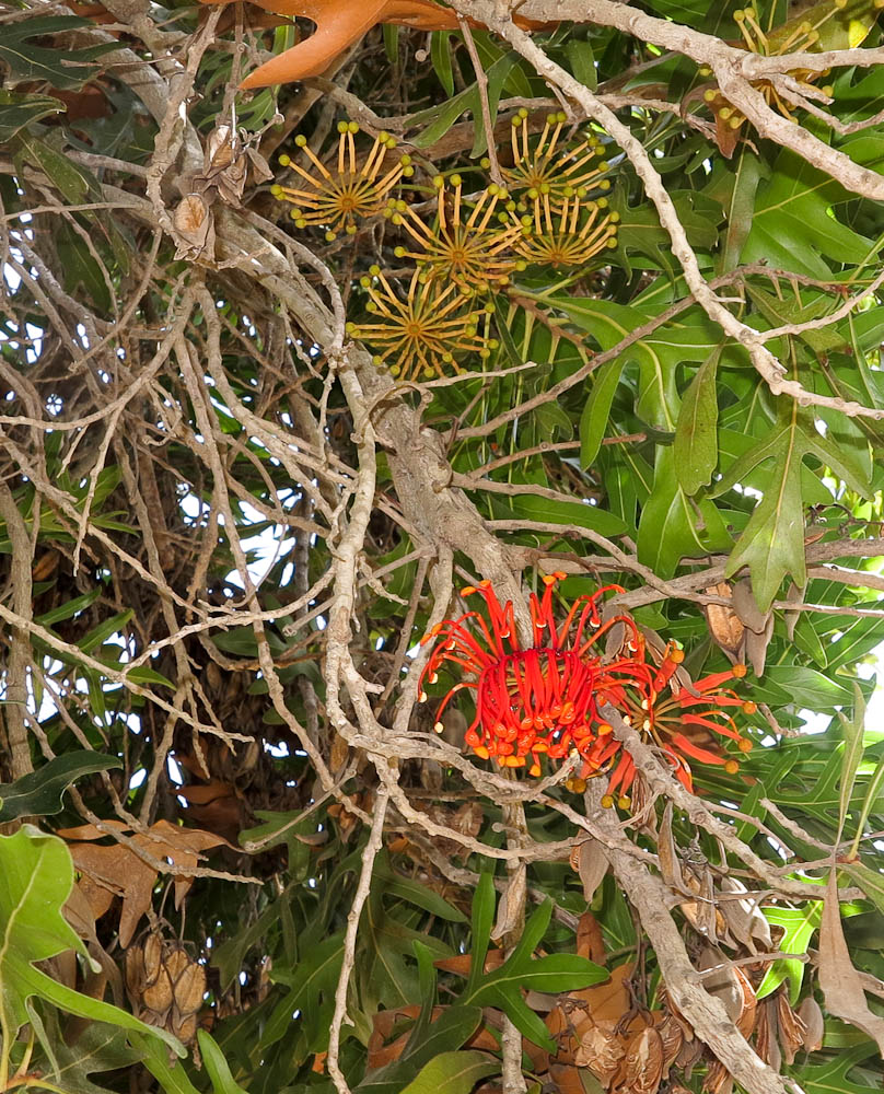 Изображение особи Stenocarpus sinuatus.