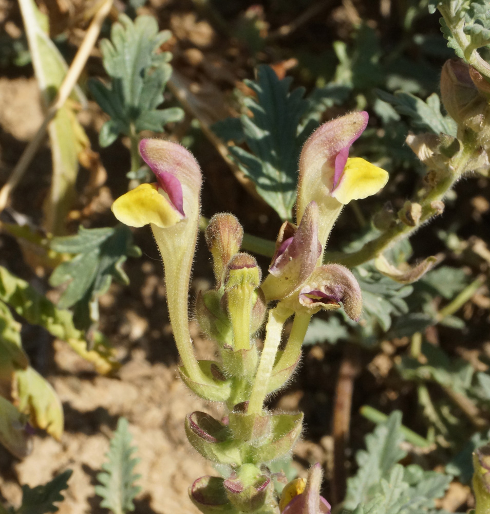 Image of Scutellaria alberti specimen.