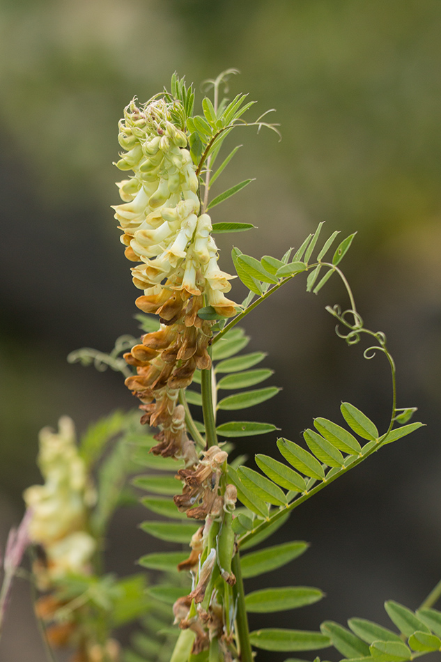 Image of Vicia balansae specimen.