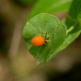 Lonicera caprifolium. Верхушка побега с соплодием (со зрелым и незрелыми плодами). Адыгея, Майкопский р-н, окр. пос. Никель, поляна над каньоном р. Белой. 18.07.2015.