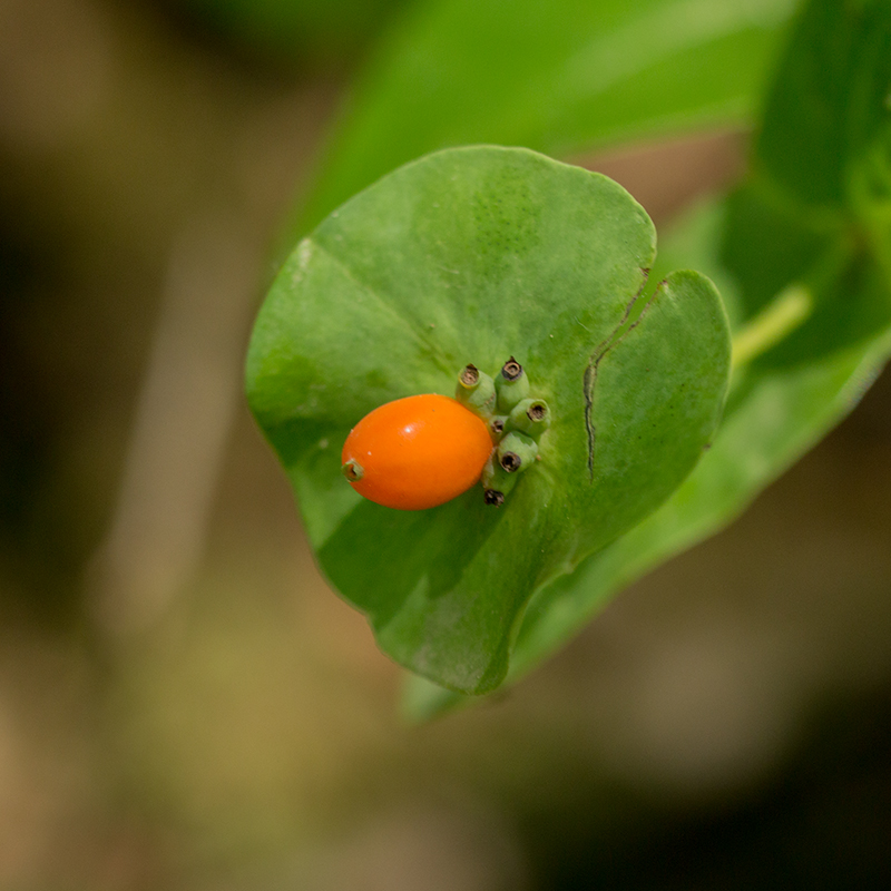 Image of Lonicera caprifolium specimen.