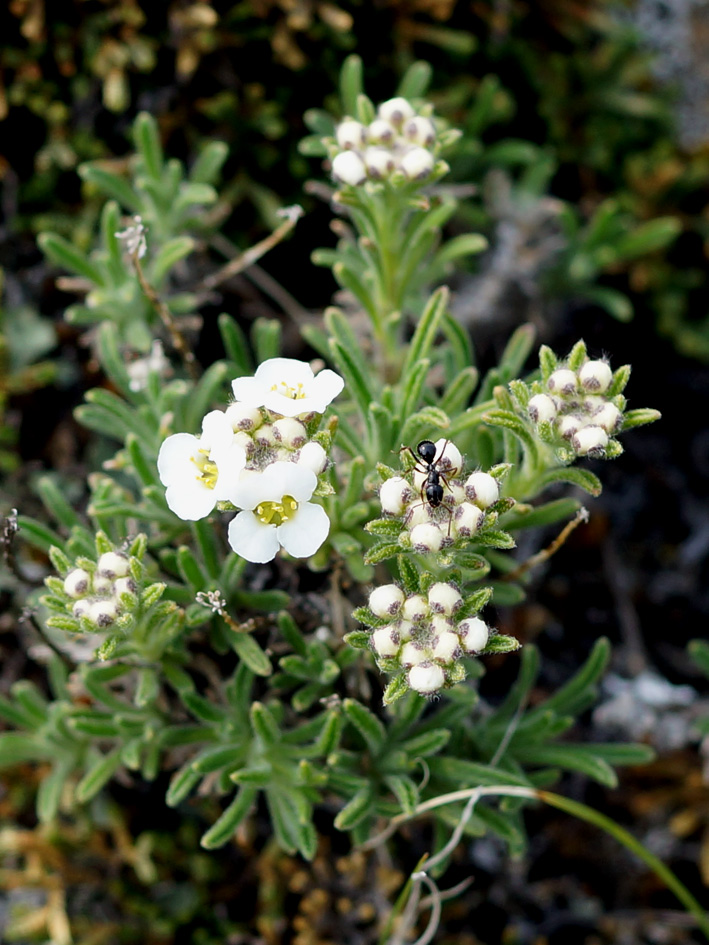 Изображение особи Ptilotrichum tenuifolium.