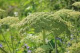 Heracleum stevenii. Соплодия с созревающими плодами и отцвётшие соцветия. Черноморское побережье Кавказа, окр. г. Новороссийск, Маркотхский хр., Нефтяная балка, петрофитная группировка. 30 мая 2015 г.