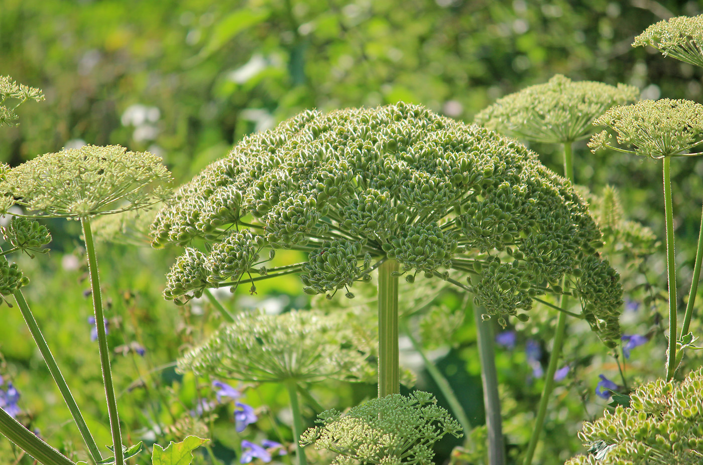 Изображение особи Heracleum stevenii.