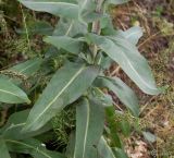 Isatis campestris