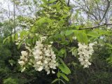 Robinia pseudoacacia