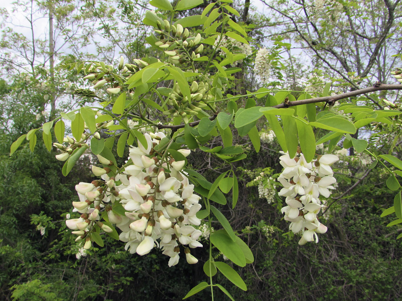 Изображение особи Robinia pseudoacacia.