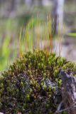 Polytrichum juniperinum