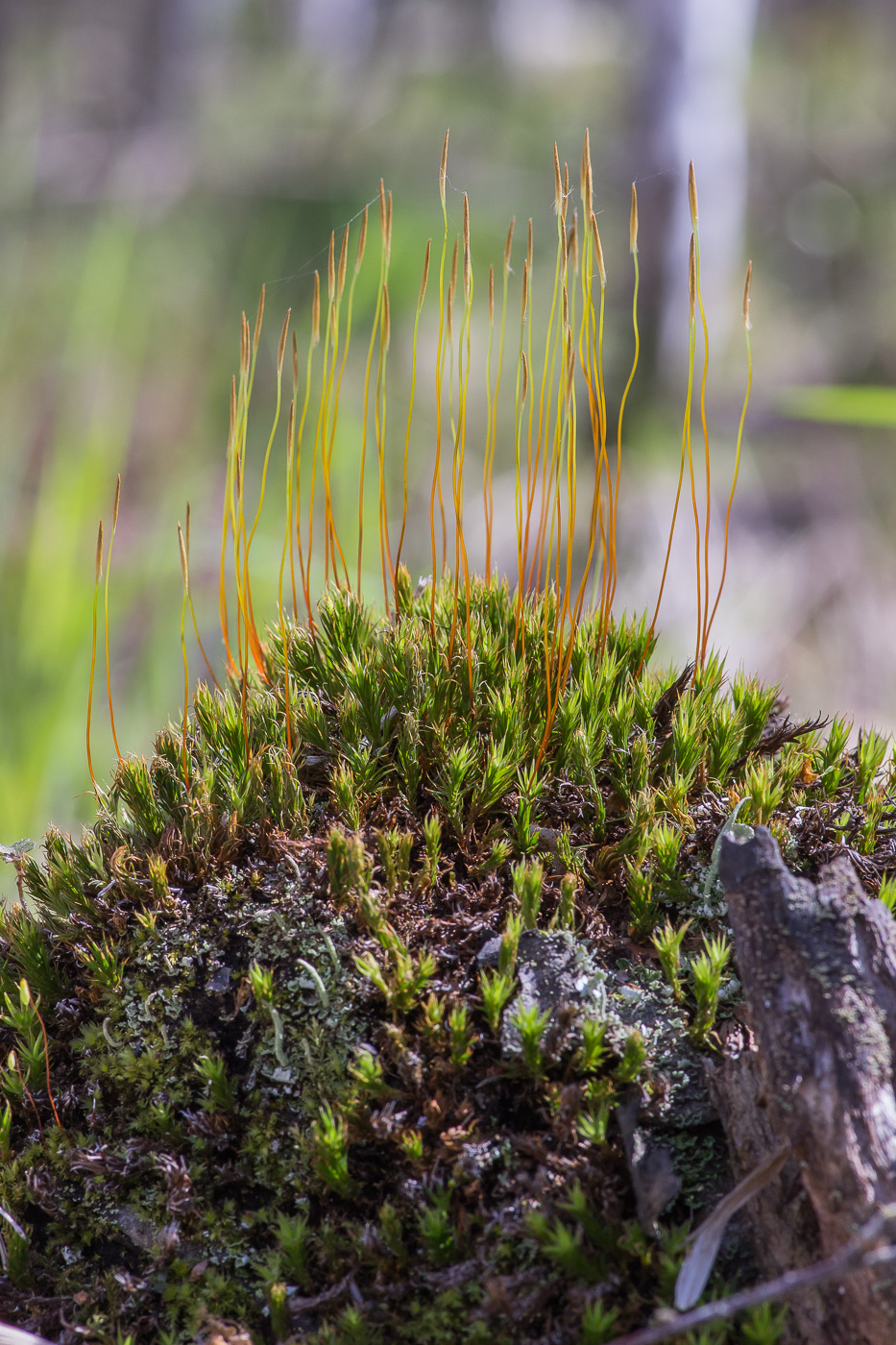 Изображение особи Polytrichum juniperinum.