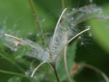 Epilobium adenocaulon