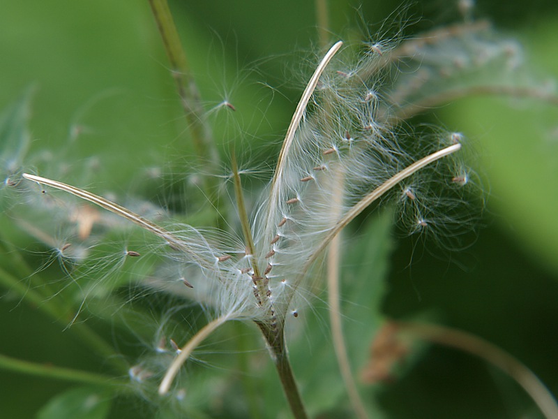 Image of Epilobium adenocaulon specimen.