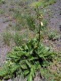 Angelica sachokiana