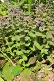 Ajuga pyramidalis