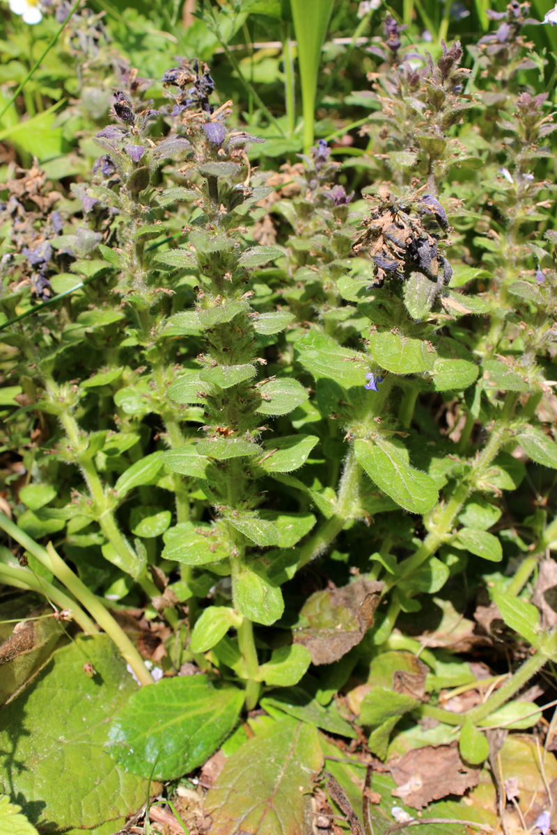 Image of Ajuga pyramidalis specimen.