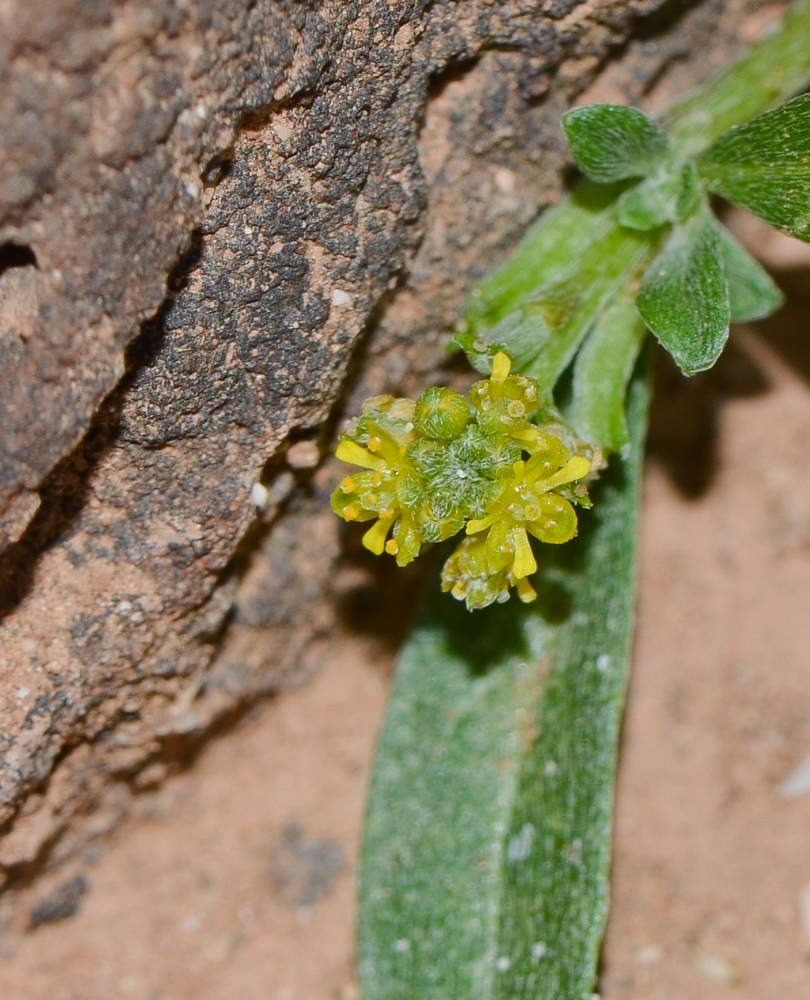 Image of Notoceras bicorne specimen.