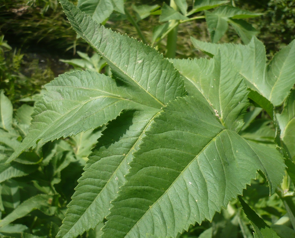 Image of Archangelica decurrens specimen.