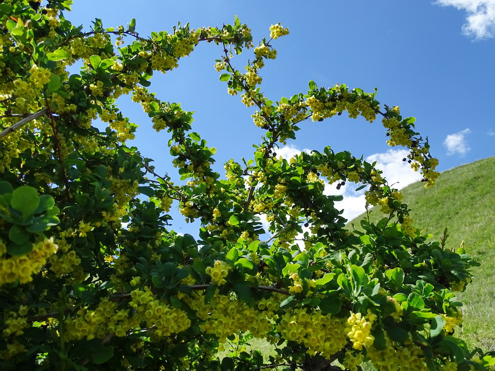 Изображение особи Berberis sphaerocarpa.